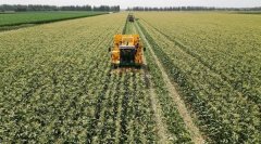 甘肃农垦各马铃续进入收成季